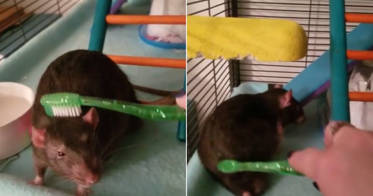 6 42.png?resize=412,232 - Adorable Reactions of a Pet Rat Being Pampered By Its Owner