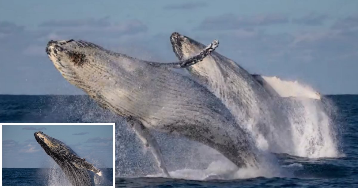 6 53.png?resize=412,275 - Migratory Humpback Boastfully Displays In Rare Double Breach