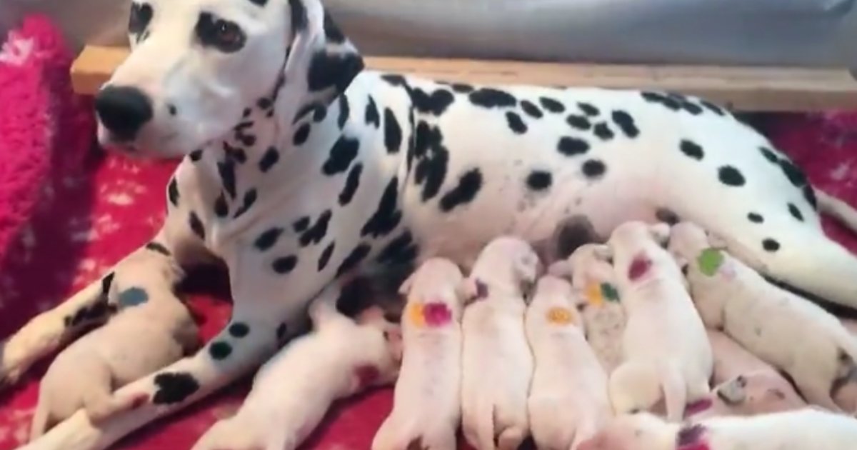 6 7.png?resize=1200,630 - Dalmatian Mother Gave Birth to 18 Adorable Babies at Once