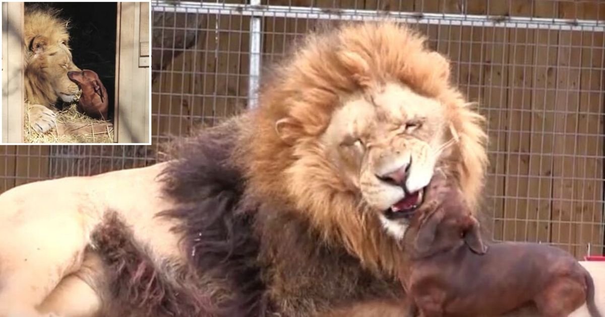 6 73.jpg?resize=412,275 - A Small Wiener Dog Loves to Play with Lion King