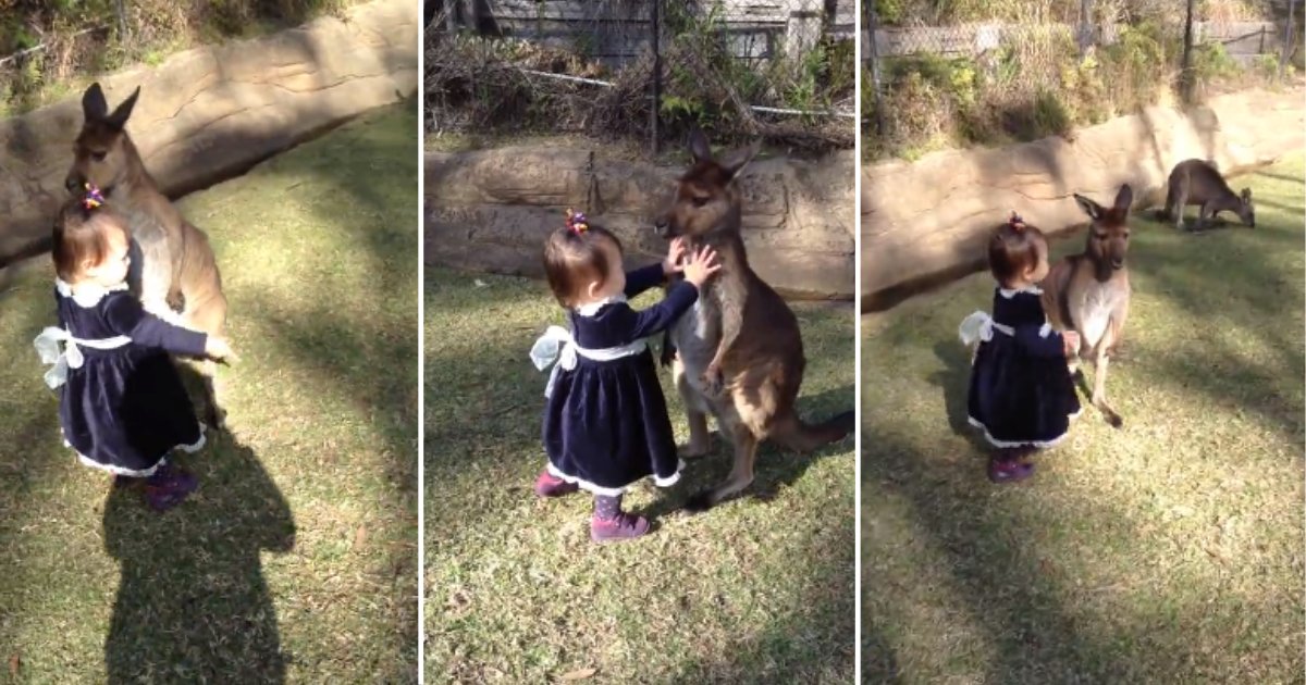 7.png?resize=1200,630 - Two-Year-Old Baby Girl Dressed Up Like A Princess Played With A Baby Kangaroo