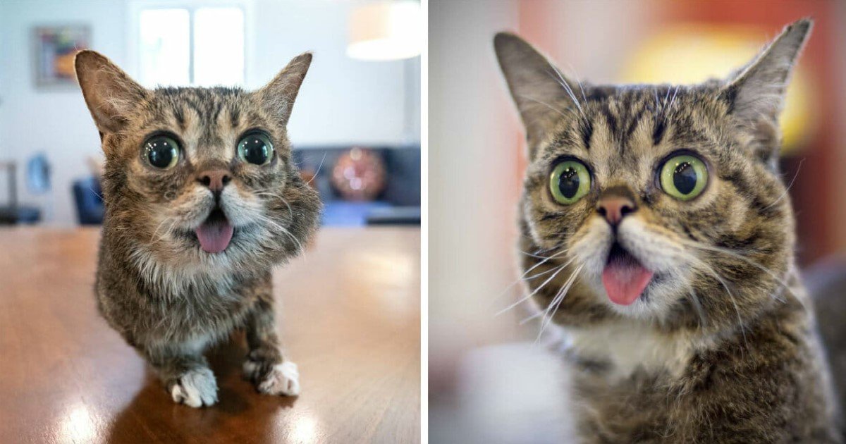 a 12.jpg?resize=412,275 - Instagram Celebrity Cat, Lil Bub, Passed At Age 8 After Saving Thousands Of Lives