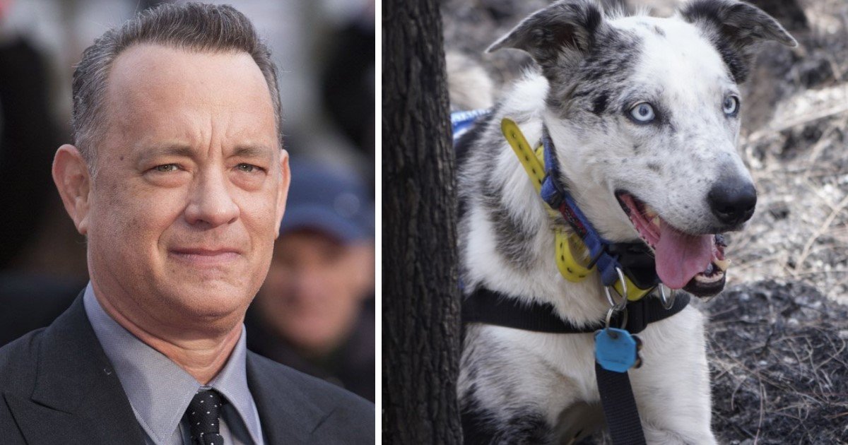 a 30.jpg?resize=1200,630 - Tom Hanks Said Disney Should Make A Movie On Bear, The Dog Who Helped Rescue Koalas During Bushfires In Australia