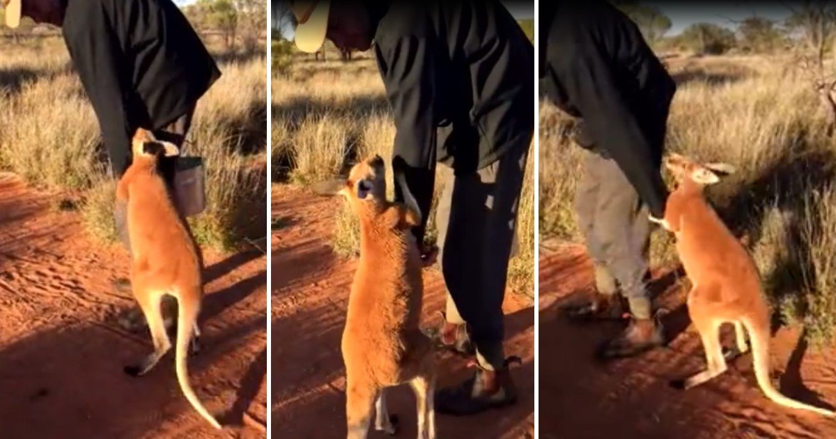 a 66.jpg?resize=412,275 - Baby Kangaroo Refused To Let His Rescuer Go Because He Thinks He's His Mom