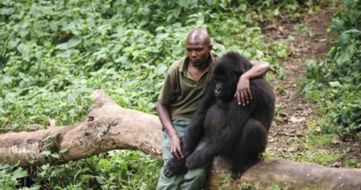 a 76.jpg?resize=1200,630 - Un garde forestier étreint un gorille pour le réconforter après qu'il ait perdu sa mère
