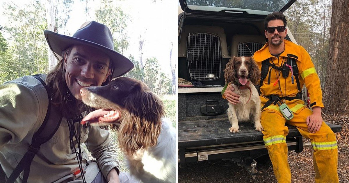 a 9.jpg?resize=412,275 - Taylor The Hero Dog Saved A Number Of Koalas During Wildfires In Australia