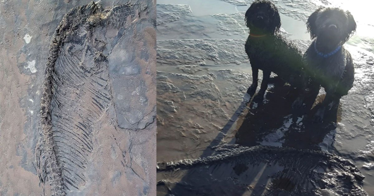 a man claimed his dogs sniffed out 65 million year old fossil on a beach in somerset.jpg?resize=412,275 - A Man Claimed His Dogs Sniffed Out A 65 Million-Year-Old Fossil At A Beach