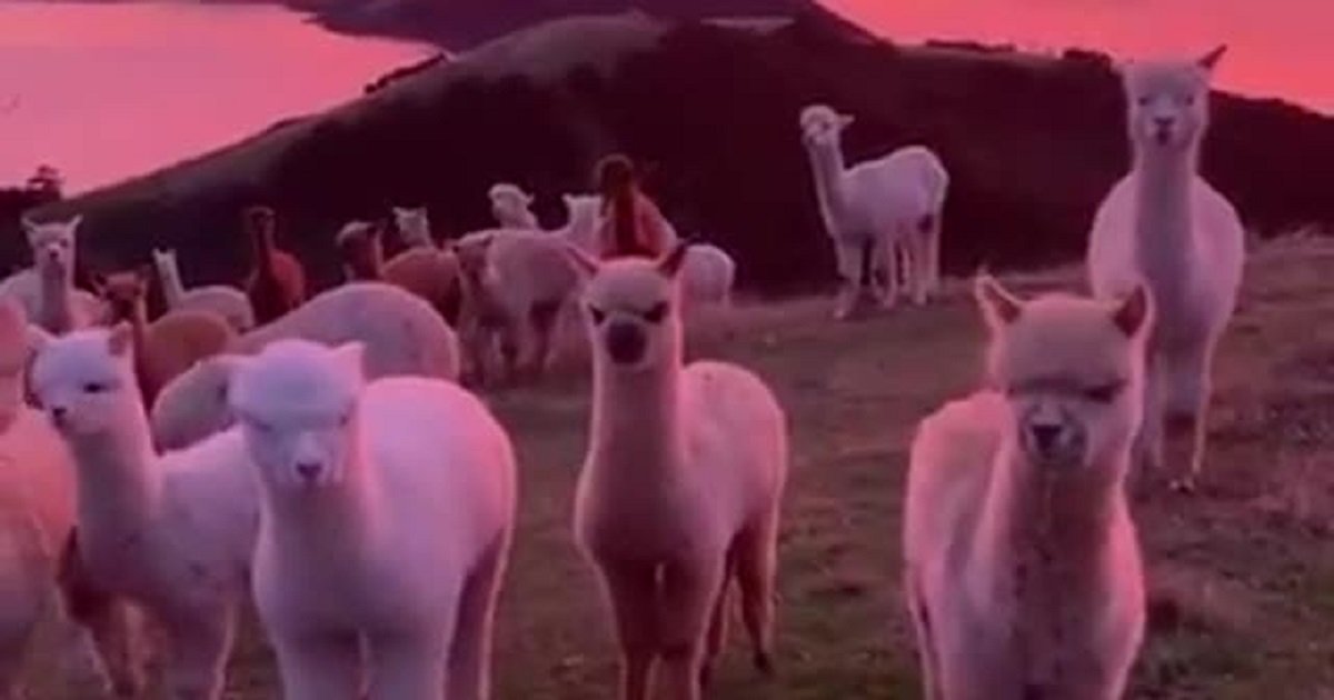 a3.jpg?resize=1200,630 - A Herd Of Alpacas Peacefully Grazed Around During A Magnificent Sunset