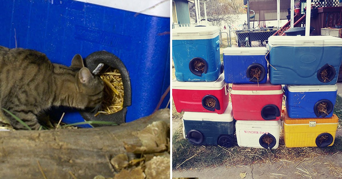 adgadsga.jpg?resize=412,232 - Utah Man Creates Shelters From Discarded Coolers So Cats Can Stay Warm And Safe In Winter