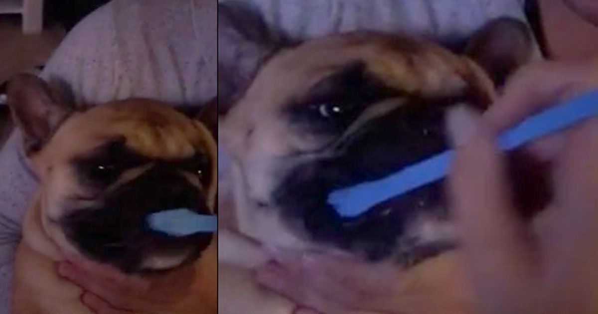 adorable video of french bulldog getting her teeth brushed.jpg?resize=1200,630 - This French Bulldog Loves It When Her Owner Brushes Her Teeth