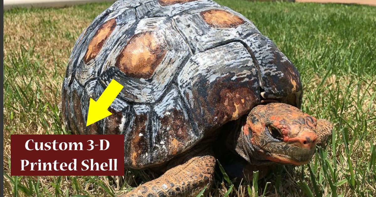 adsga.jpg?resize=1200,630 - Tortoise Who Was Burned In Fire Gets Custom 3-D Printed Shell