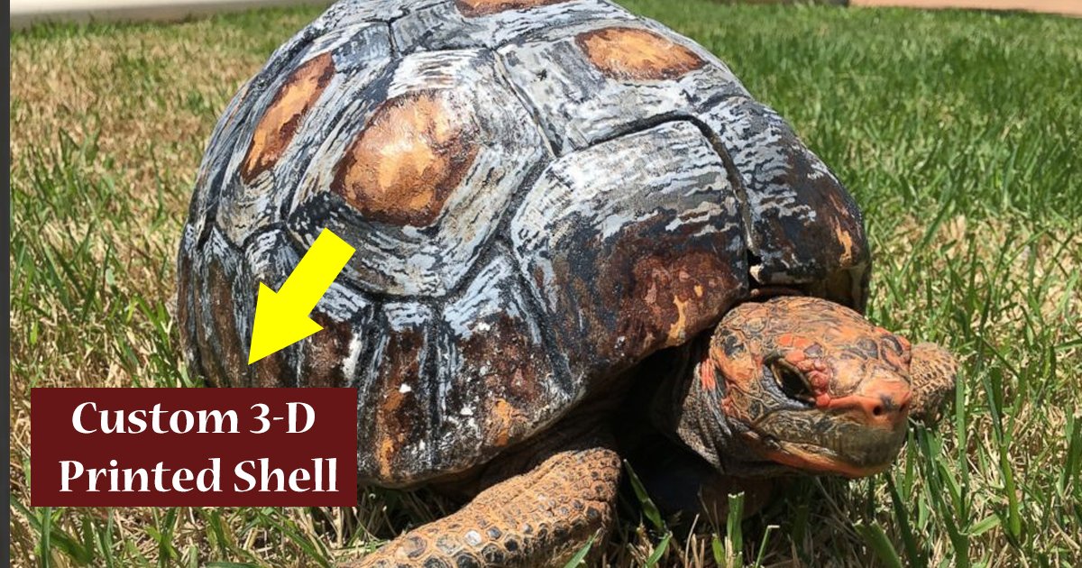 adsga.jpg?resize=412,275 - Tortoise Who Was Burned In Fire Gets Custom 3-D Printed Shell