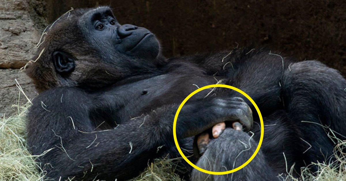 anaka7.png?resize=1200,630 - Gorilla Surprises People With Her Super Human-Like Fingers As She Was Born With A Lack Of Pigmentation