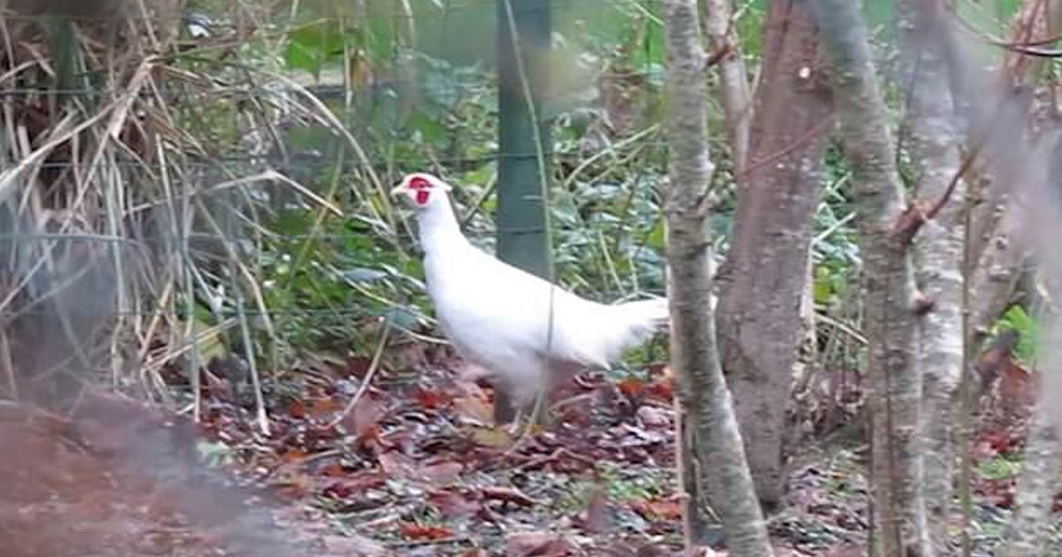 are albino pheasant.jpg?resize=1200,630 - Dog Walker Filmed Rare Albino Pheasant Strolling Around A Garden