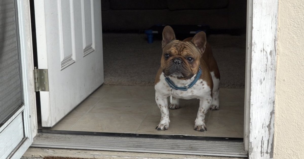 b3 3.jpg?resize=1200,630 - A French Bulldog With Epilepsy Protected His Home From An Intruder