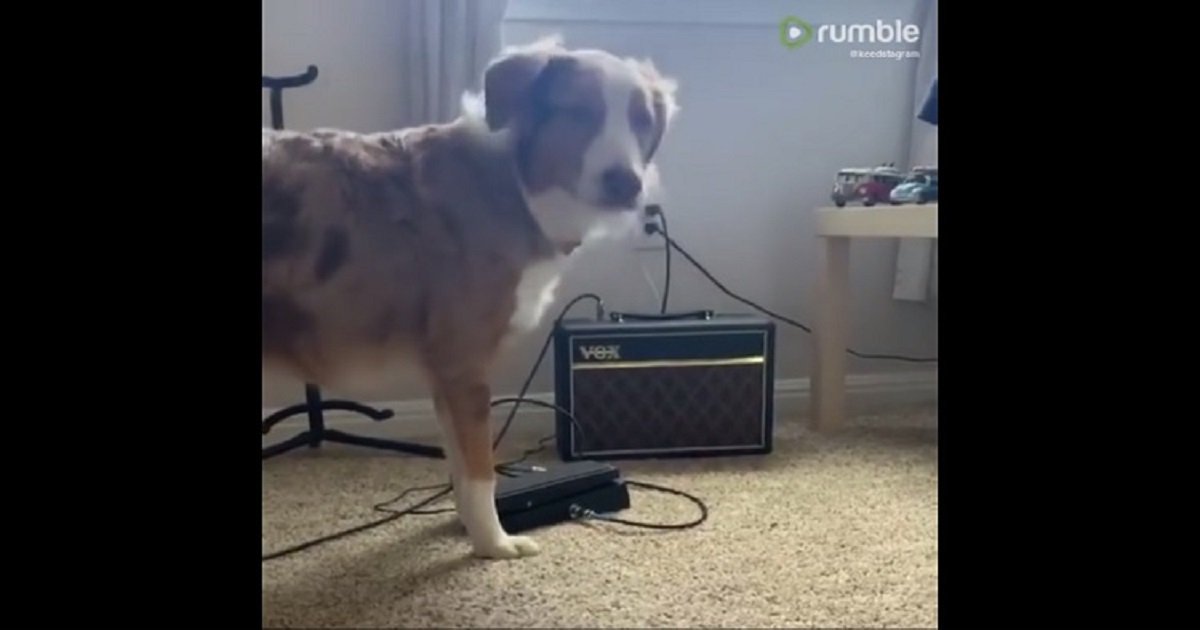 b3 4.jpg?resize=412,232 - Adorable Dog Started 'Singing' Along To The Music