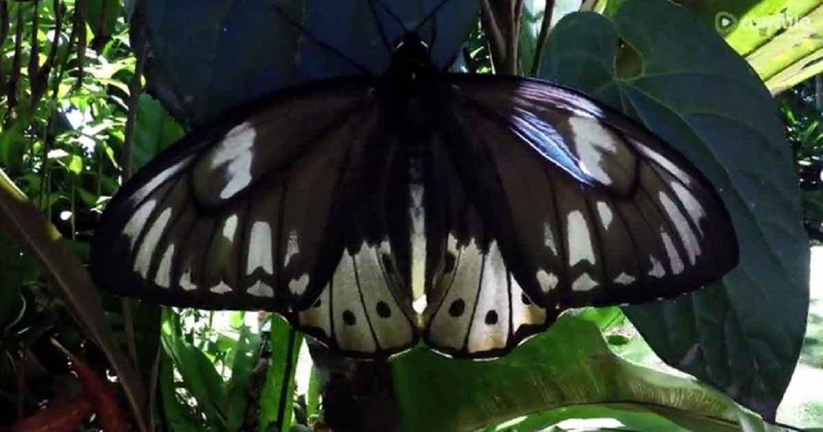 b3.jpg?resize=412,275 - Birdwing's Magical Transformation From A Caterpillar To A Full-Fledged Butterfly