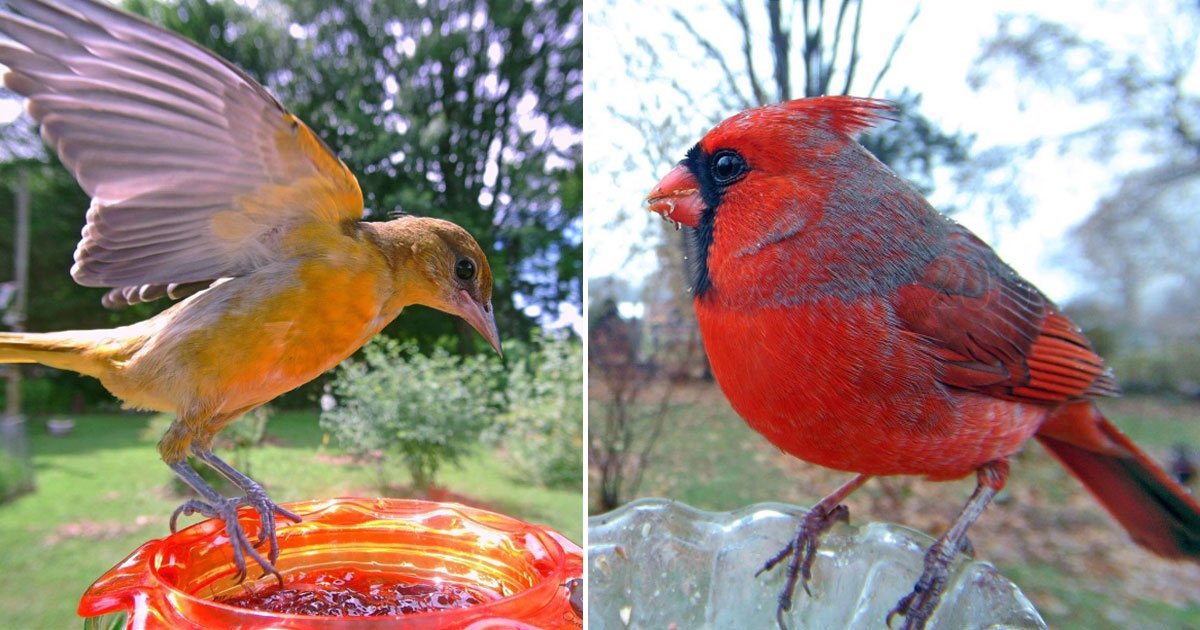 beautiful birds.jpg?resize=412,275 - Woman Sets Up A Bird Feeder Cam To Capture Different Types Of Beautiful Birds