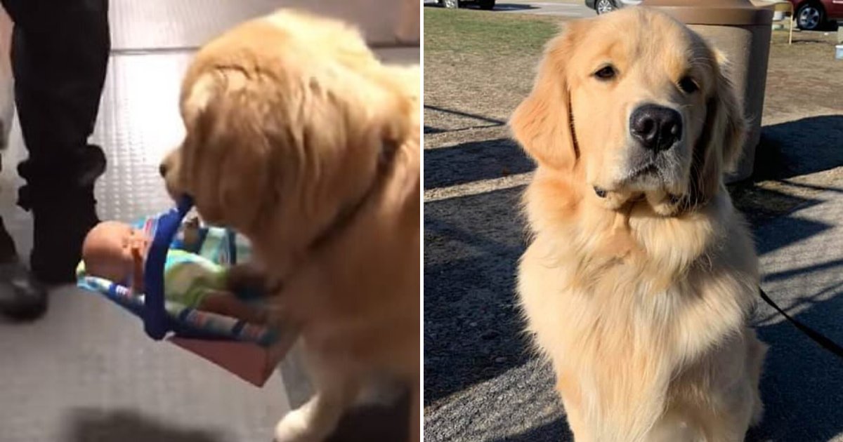 ben6.png?resize=1200,630 - Police Therapy Dog Caught Stealing A Bunch Of Toys From The Station's Donation Supply