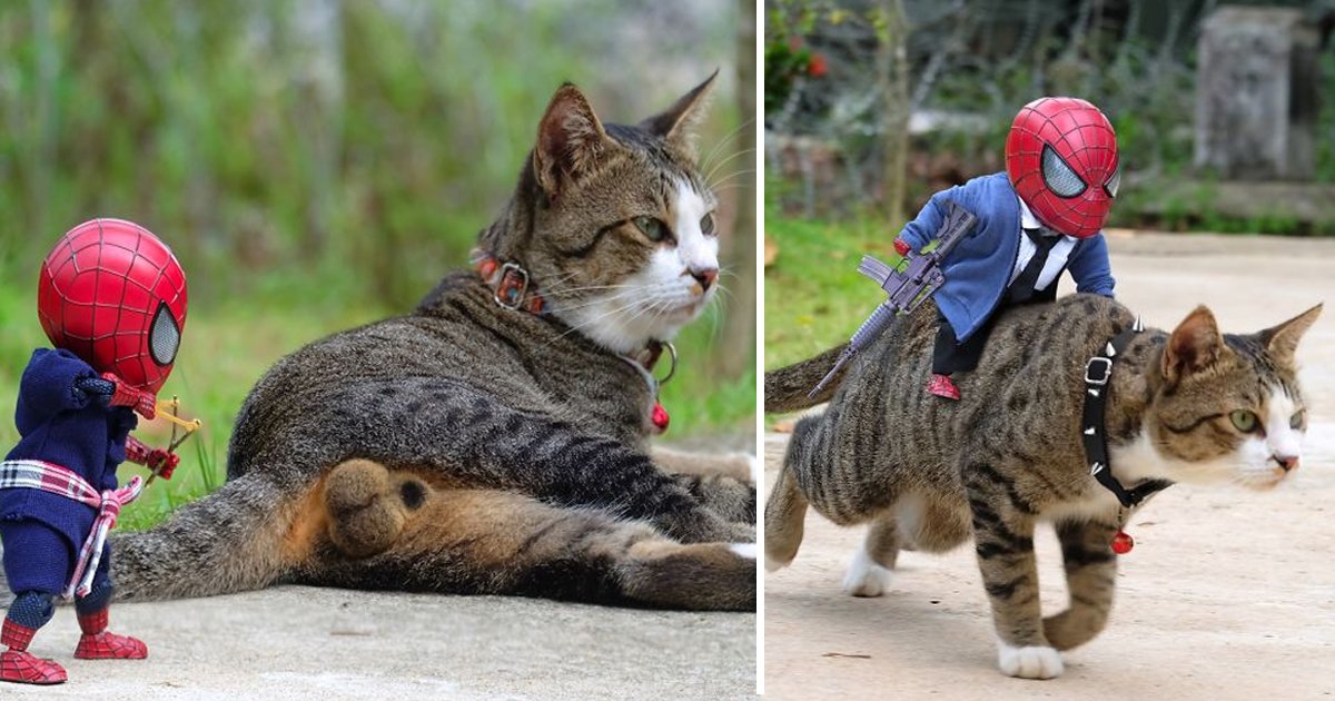 bhsdgs.jpg?resize=412,275 - Thai Artist Makes Cats Pose With Baby Spider-Man To Create Hilarious Scenarios