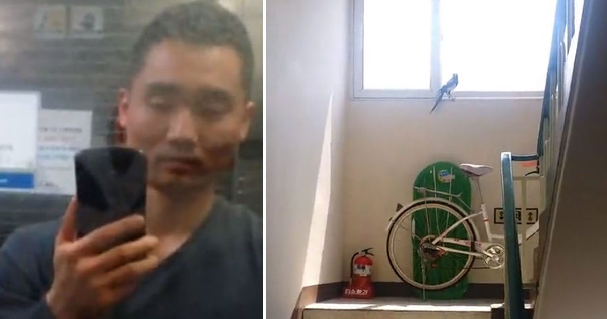 bird stuck stairwell.jpg?resize=412,275 - Man Helped Free A Bird Who Got Stuck Inside The Stairwell