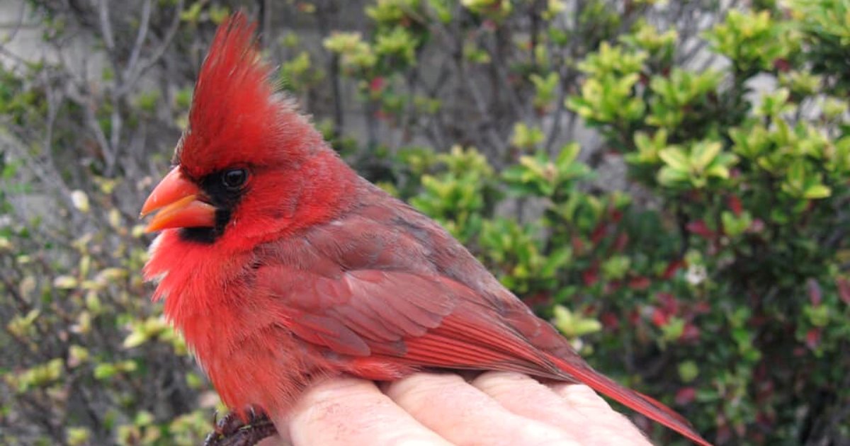 bird5.png?resize=412,275 - Un oiseau avec une anomalie génétique rare apparaît mâle d'un côté et femelle de l'autre côté
