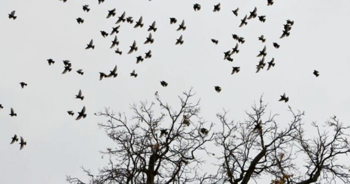 birds5.png?resize=412,275 - Hundreds Of Birds Mysteriously Fell From The Sky And Landed On Country Lane
