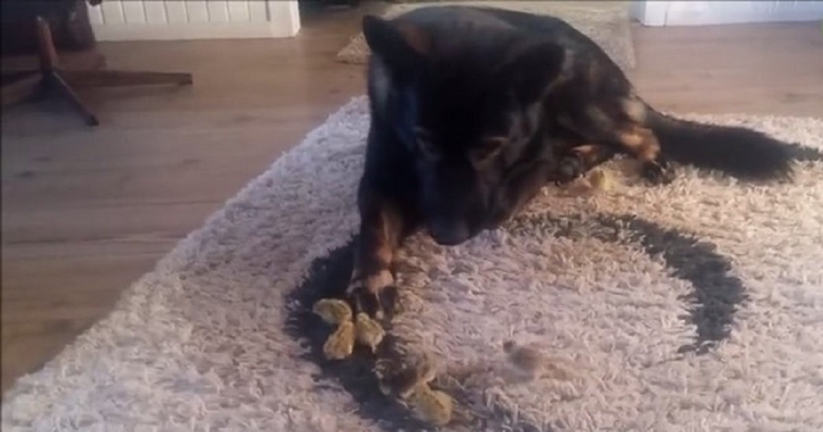 c3 1.jpg?resize=412,275 - A German Shepherd Met Newly Hatched Chicks For The First Time