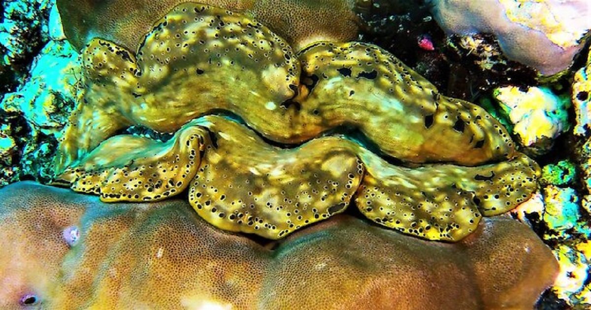 c3 2.jpg?resize=1200,630 - This Giant Clam Amazingly Looked Like It Had Puckered Lips