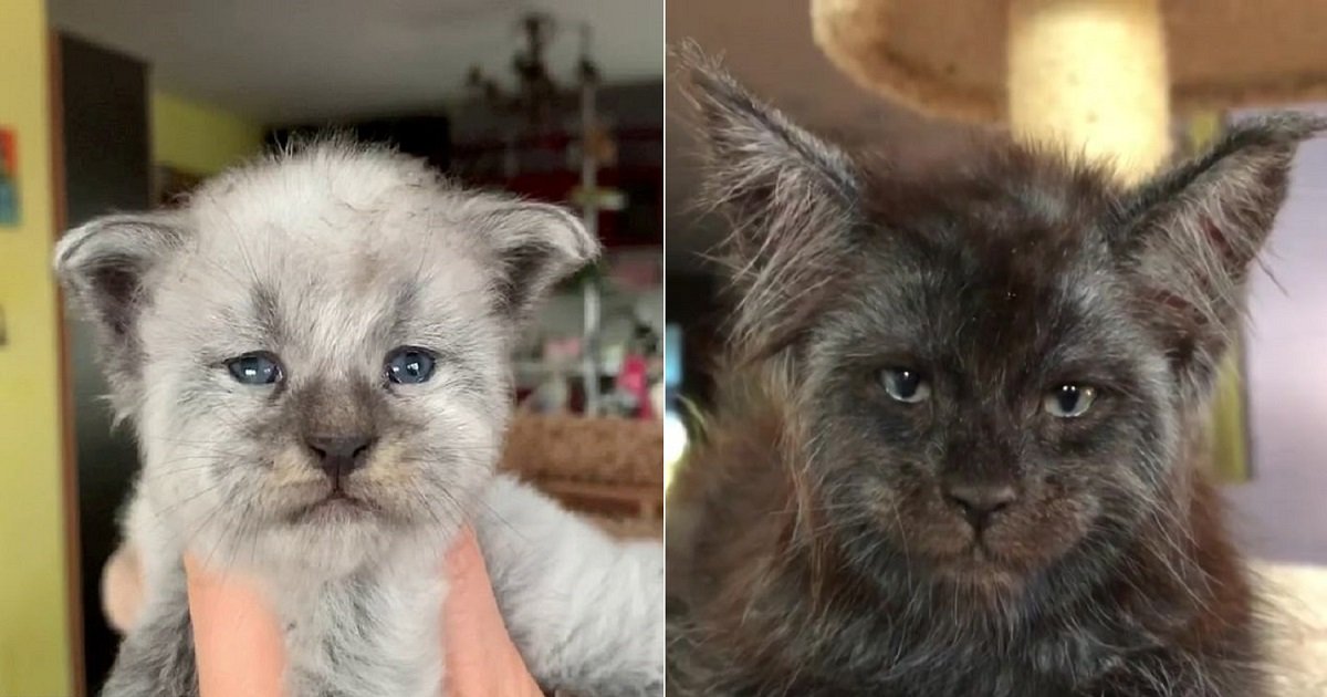 A Woman Used Selective Breeding To Produce Cats With Recognizable Human Faces Small Joys