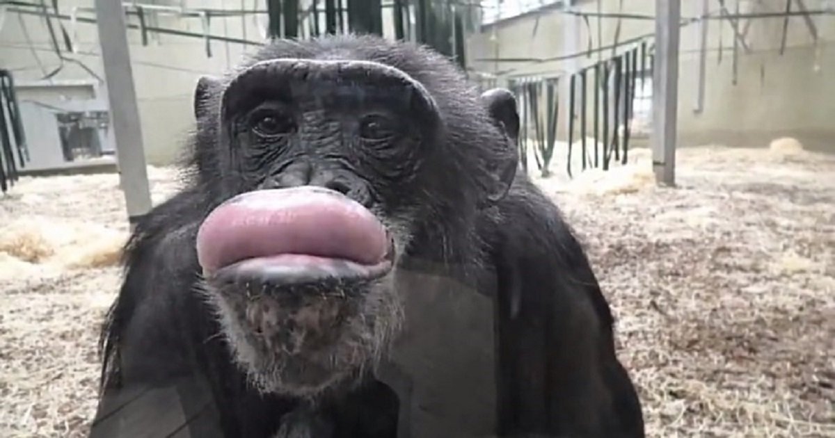 c3 8.jpg?resize=1200,630 - Adorable Chimpanzee Made Funny Faces In Front Of The Camera