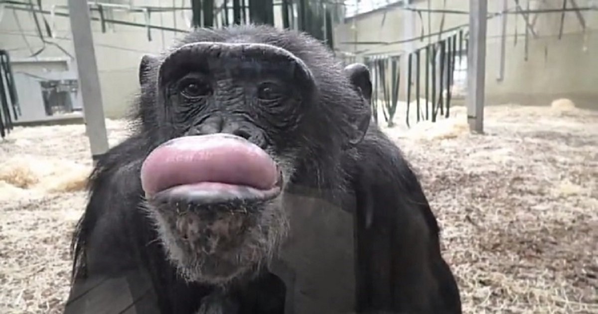 c3 8.jpg?resize=412,232 - Adorable Chimpanzee Made Funny Faces In Front Of The Camera