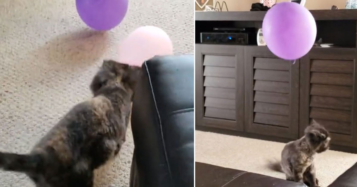 cat playing balloons.jpg?resize=412,275 - Video Of A Persian Cat Playing With Balloons Without Popping Them