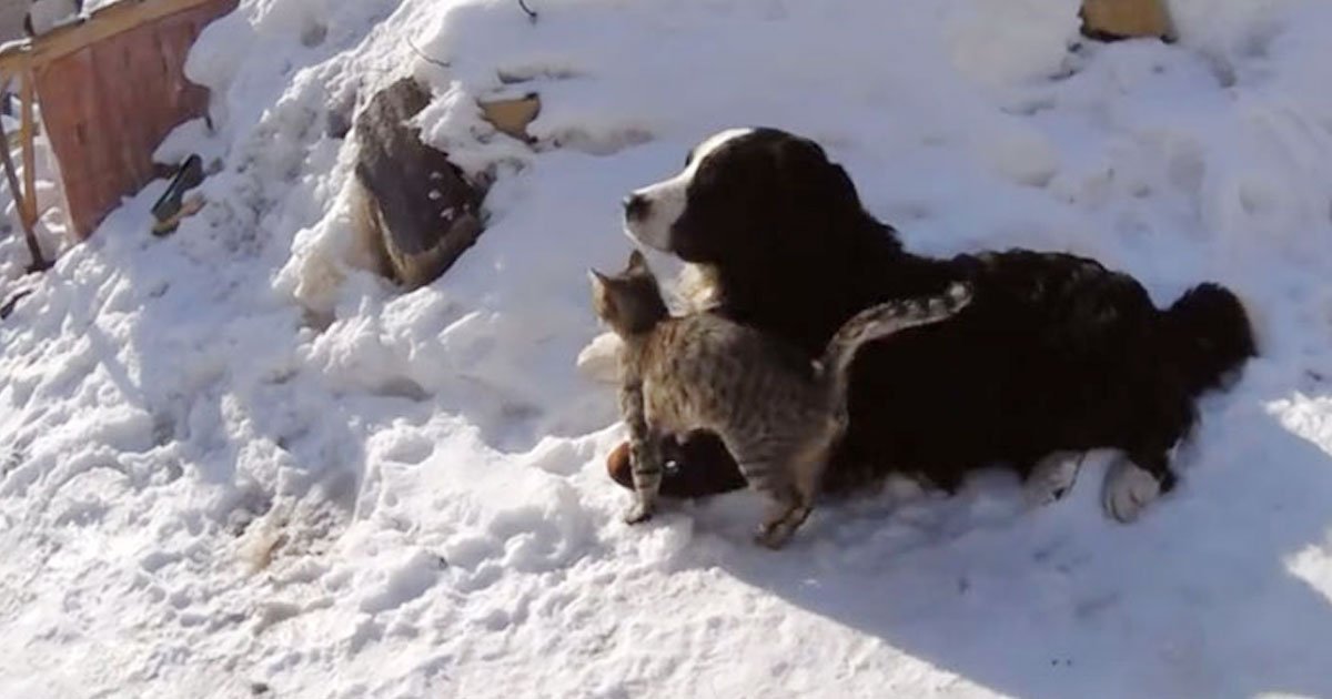 cats and dog.jpg?resize=1200,630 - Video Of Two Cats Playing With Their Dog Friend
