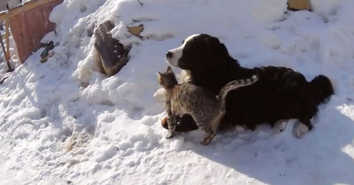 cats and dog.jpg?resize=412,275 - Video Of Two Cats Playing With Their Dog Friend