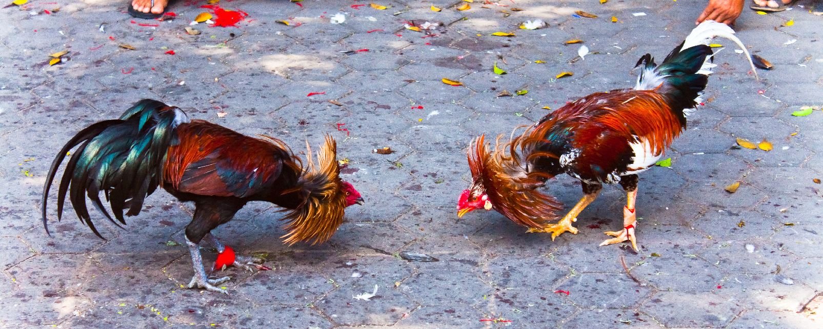 coq.jpeg?resize=412,275 - Bonne nouvelle: Les combats de coq sont maintenant interdits à Porto Rico