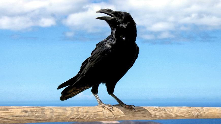 corbac.jpg?resize=1200,630 - Intelligence Animale: Les corbeaux gardent une rancune contre ceux qui les traitent mal
