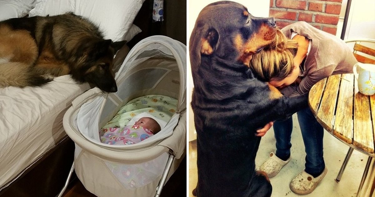 csddsf.jpg?resize=412,232 - Priceless Photos Of 20 Dogs Who Love Their Humans So Much