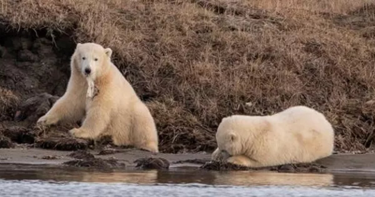 cub6.png?resize=412,275 - Photographer Captured Hungry Polar Bear Cubs Fighting Over A Piece Of Plastic Waste