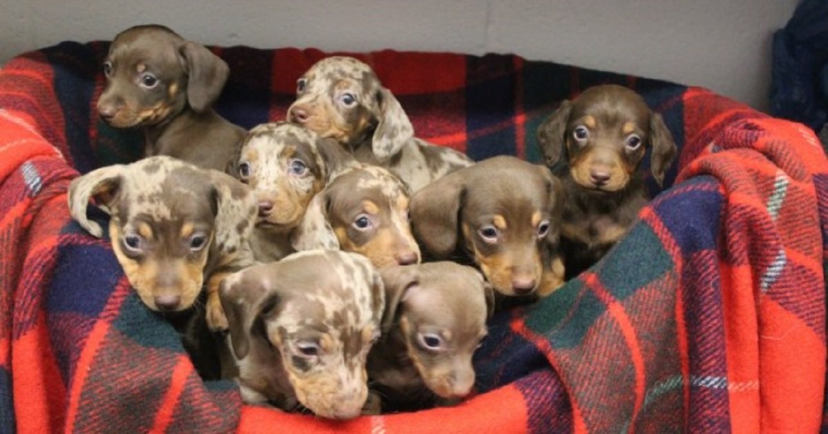 d3 1.jpg?resize=412,232 - These Adorable Nine Puppies Were Named After Santa's Reindeer