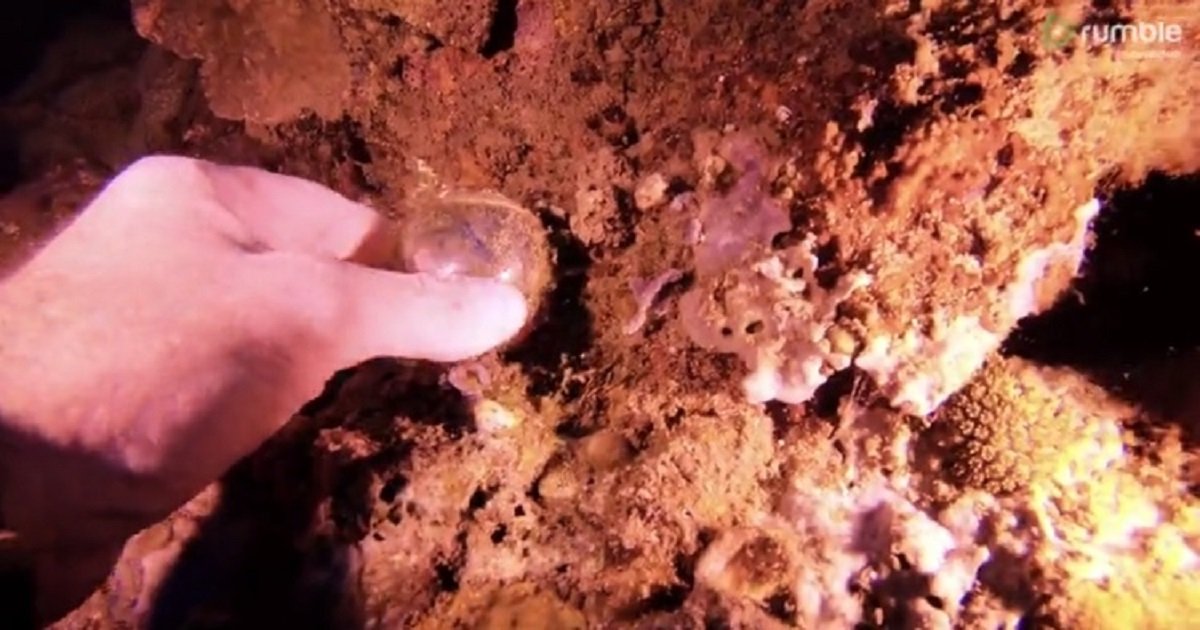 d3 4.jpg?resize=412,275 - A Scuba Diver Found The World's Largest Single-Celled Organism Underwater