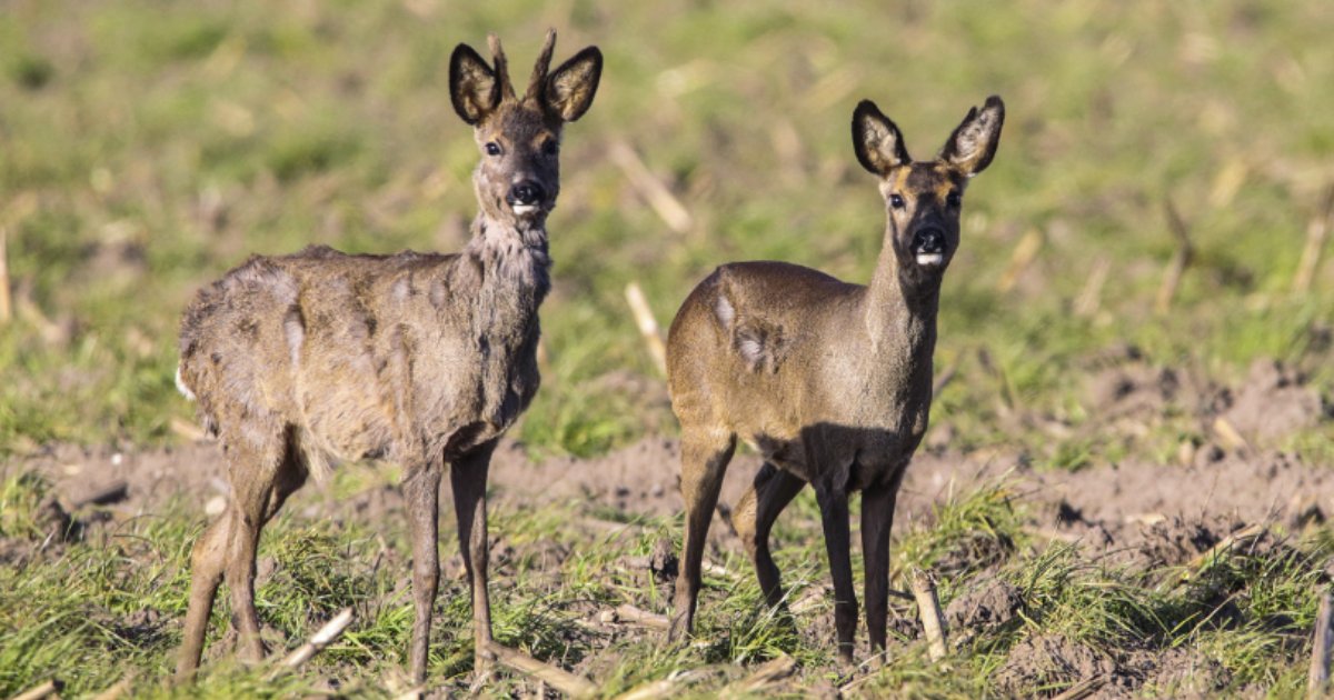 deer4.png?resize=412,275 - Une infection semblable à la maladie de la vache folle se propage chez les cerfs américains