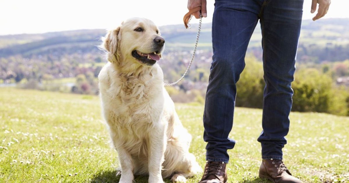 dog owners warned alabama rot.jpg?resize=412,275 - Dog Owners Warned About Deadly Alabama Rot After Five Dogs Got Infected