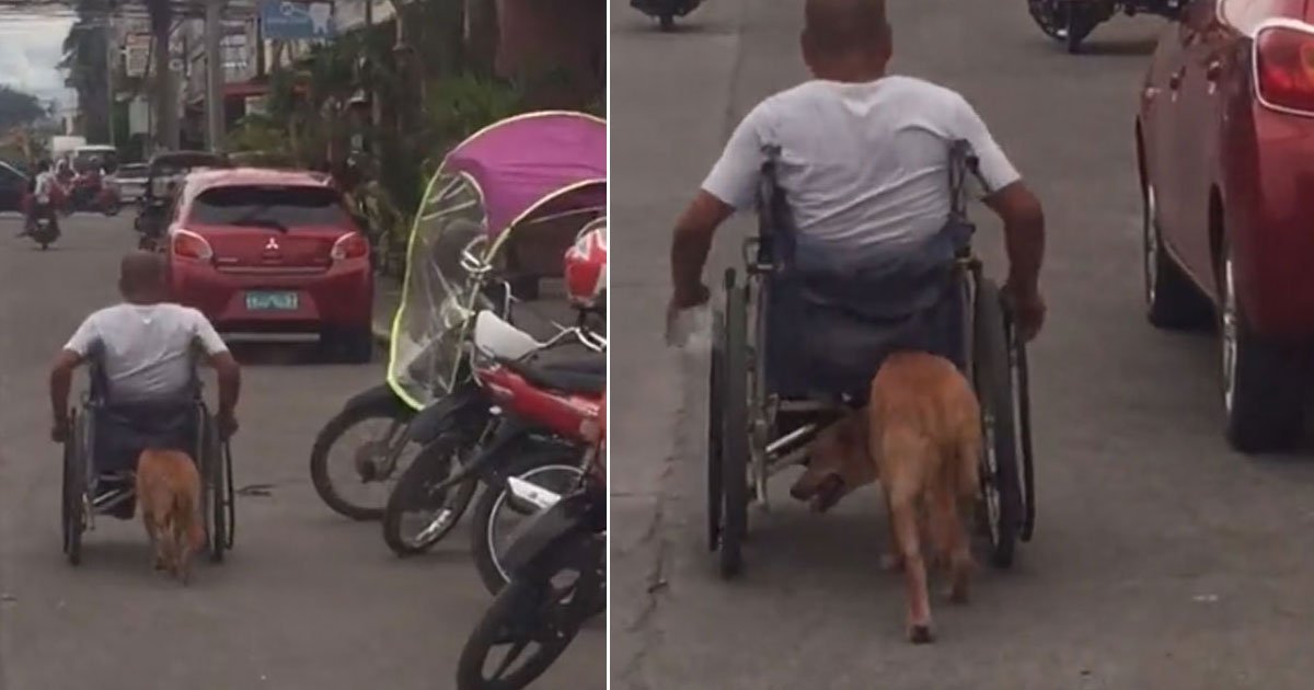 dog pushing owners wheelchair.jpg?resize=1200,630 - Heartwarming Video Shows Dog Pushing The Wheelchair Of His Paralyzed Owner