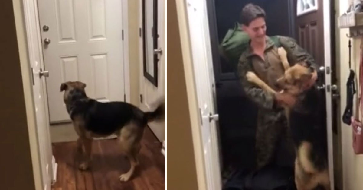 dog reaction soldier owner.jpg?resize=412,232 - Dog’s Reaction After Seeing His Owner Coming Back From Deployment After 8 Months