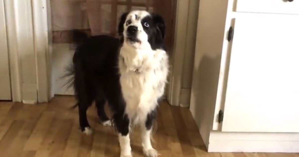 dog throwing tantrums.jpg?resize=1200,630 - Regardez la vidéo de ce chien qui fait une crise de colère parce qu'il est au régime !
