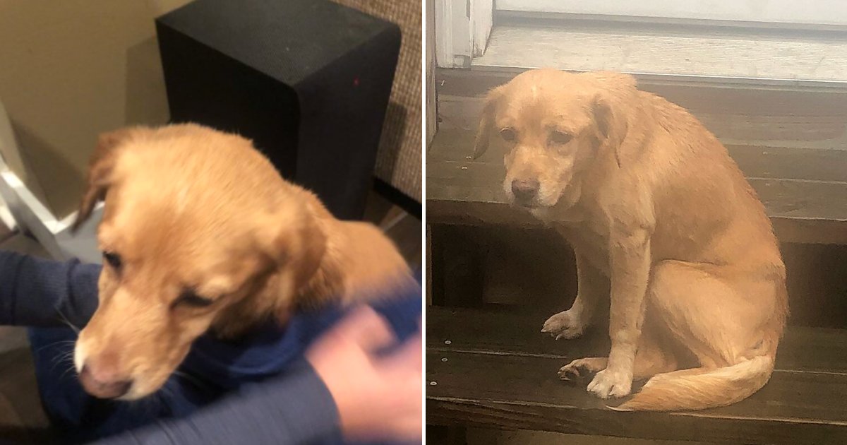 dog6.png?resize=412,275 - Scared And Malnourished Dog Walked Into A Family's Home During A Storm