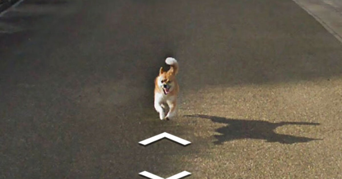 doggo8.png?resize=1200,630 - Un petit chien a suivi la voiture de Google Street View et a amélioré de manière hilarante chaque photo