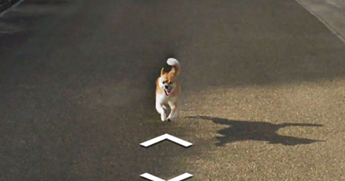 doggo8.png?resize=412,275 - Un petit chien a suivi la voiture de Google Street View et a amélioré de manière hilarante chaque photo