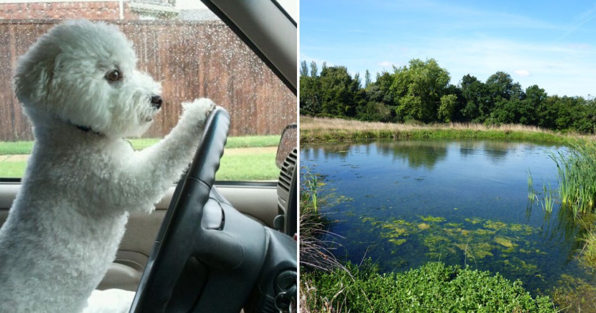 doggy6.png?resize=1200,630 - Un chien a accidentellement conduit la voiture de son propriétaire dans un étang